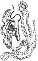 腸絳蟲(chóng)病